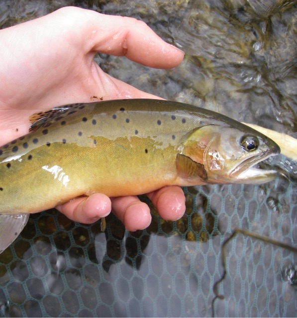 Wildlife of the Upper Rio Grande - Connected Corridors