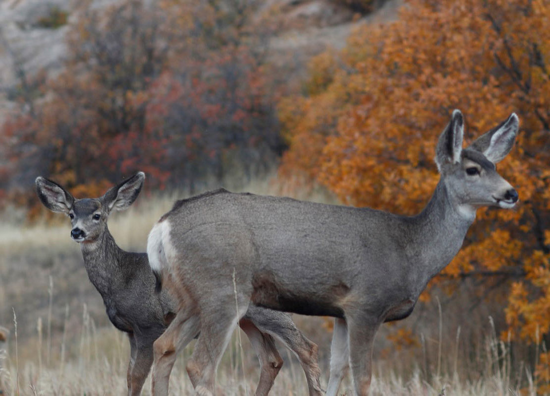 Wildlife of the Upper Rio Grande - Connected Corridors